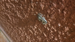 Eleutherodactylus johnstonei