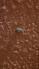 Eleutherodactylus johnstonei