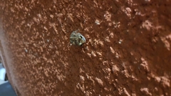 Eleutherodactylus johnstonei