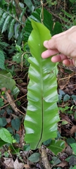 Asplenium setoi