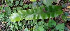 Asplenium setoi