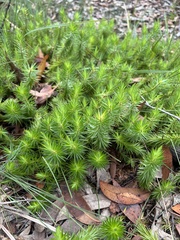 Melichrus procumbens