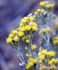 Senecio filaginoides filaginoides
