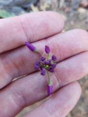 Lophioprason