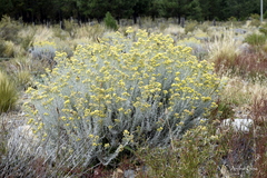 Senecio filaginoides filaginoides