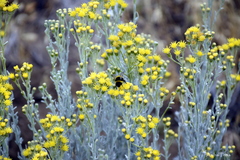 Senecio filaginoides filaginoides