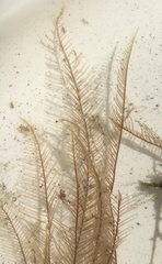 Aglaophenia latirostris