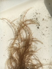 Aglaophenia latirostris