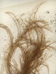 Aglaophenia latirostris