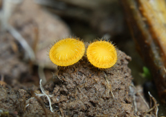 Cheilymenia vitellina