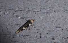 Pyroderces deamatella