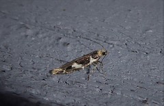 Pyroderces deamatella