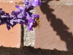 Apis mellifera