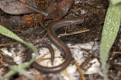 Batrachoseps gregarius