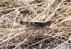 Chortoicetes terminifera