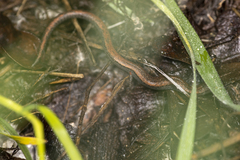 Batrachoseps gregarius