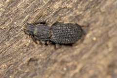 Nyctoporis cristata