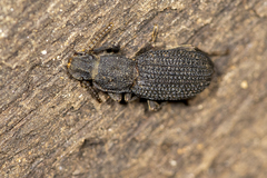 Nyctoporis cristata
