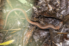 Batrachoseps gregarius