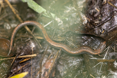 Batrachoseps gregarius