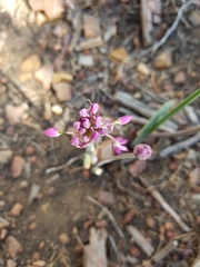 Lophioprason