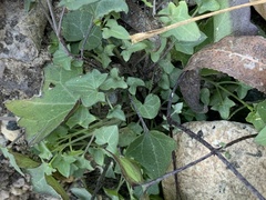 Maurandya antirrhiniflora