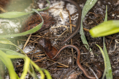 Batrachoseps gregarius