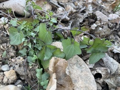 Maurandya antirrhiniflora