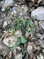 Maurandya antirrhiniflora