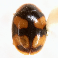 Diomus amabilis