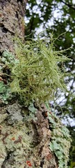 Usnea
