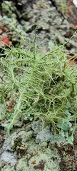Usnea