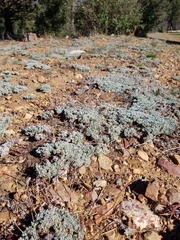 Eriogonum kennedyi austromontanum