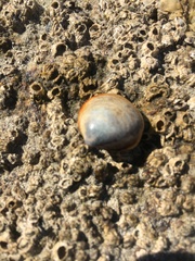 Laevicardium substriatum