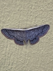 Idaea inversata