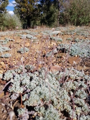 Eriogonum kennedyi austromontanum