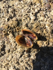 Laevicardium substriatum