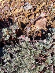 Eriogonum kennedyi austromontanum