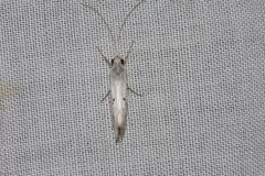 Asmicridea edwardsii