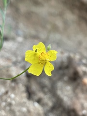 Crocanthemum aldersonii