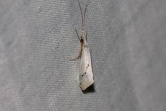 Asmicridea edwardsii