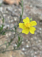 Crocanthemum aldersonii