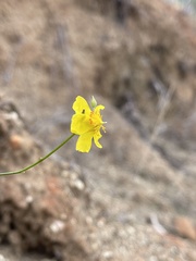 Crocanthemum aldersonii