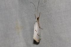 Asmicridea edwardsii