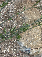 Crocanthemum aldersonii