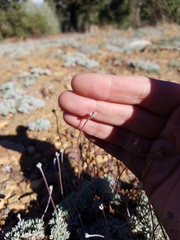 Eriogonum kennedyi austromontanum