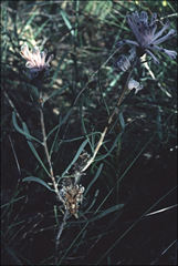 Petrophile linearis