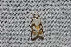 Cosmaresta anarrecta