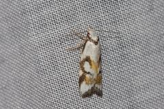 Cosmaresta anarrecta