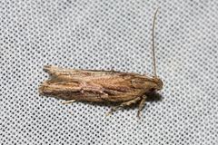 Locheutis mesophragma